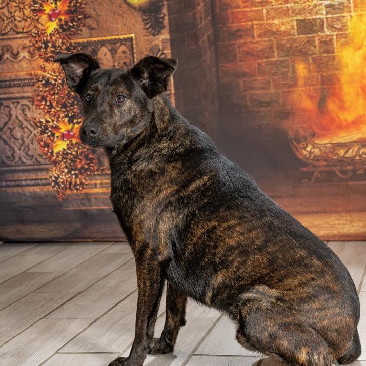 Ace, Adoptable, Adult Male Mixed Breed.