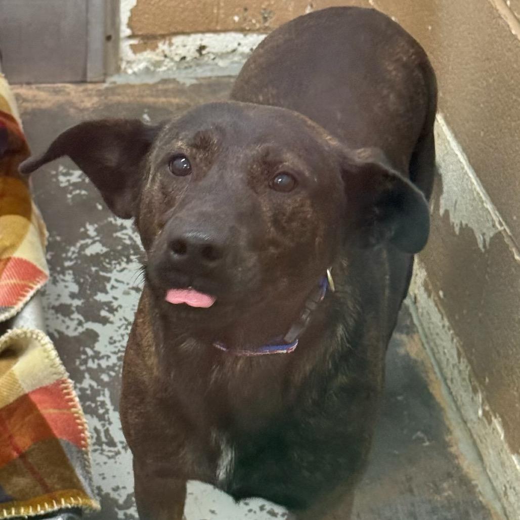 Ace, a Adoptable Mixed Breed in Newport, TN image 2/5