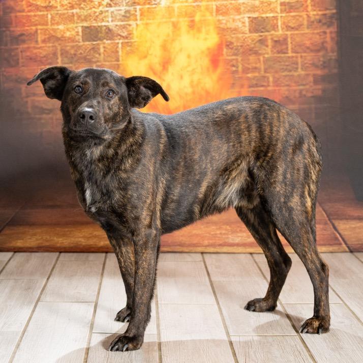 Ace, a Adoptable Mixed Breed in Newport, TN image 3/5