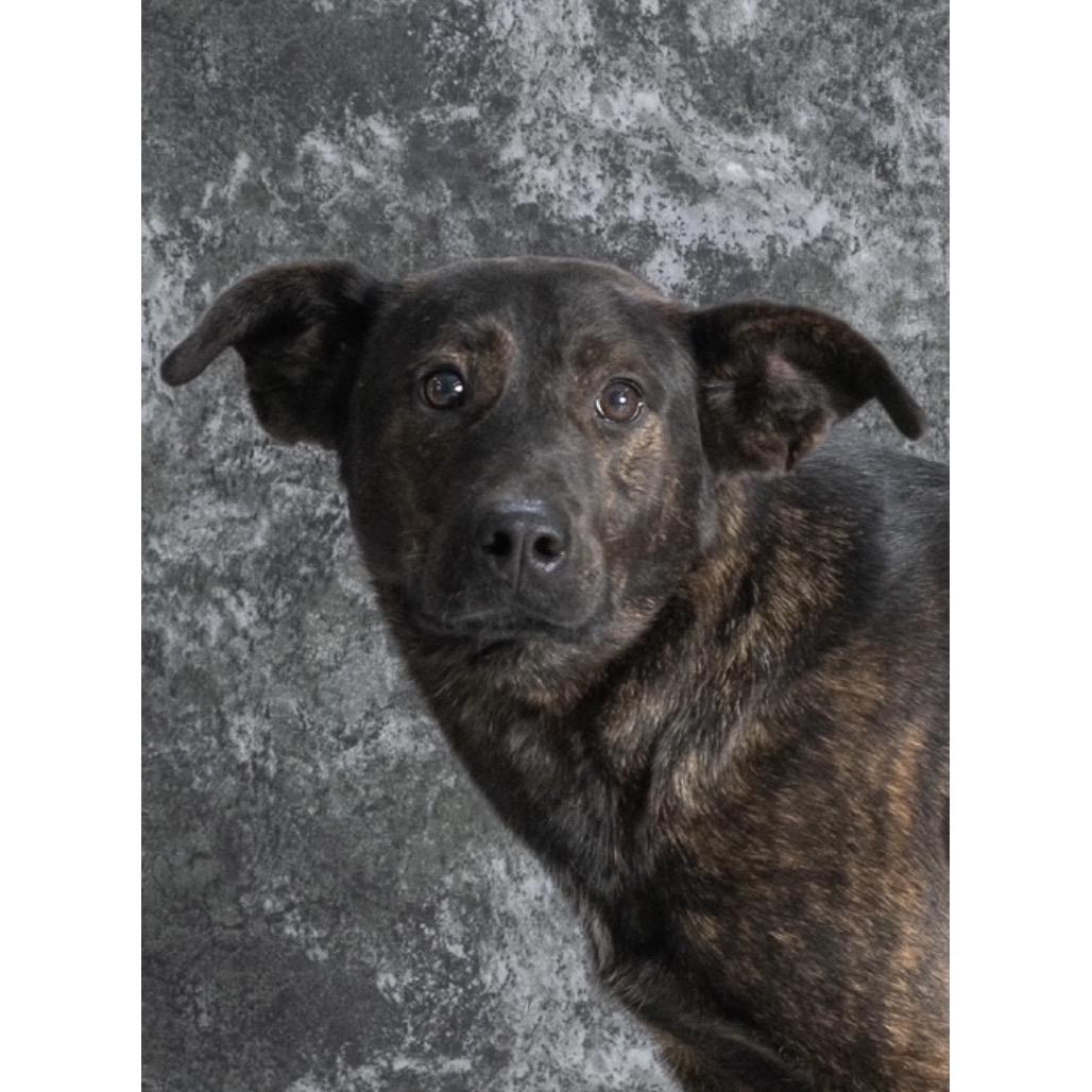 Ace, a Adoptable Mixed Breed in Newport, TN image 4/5