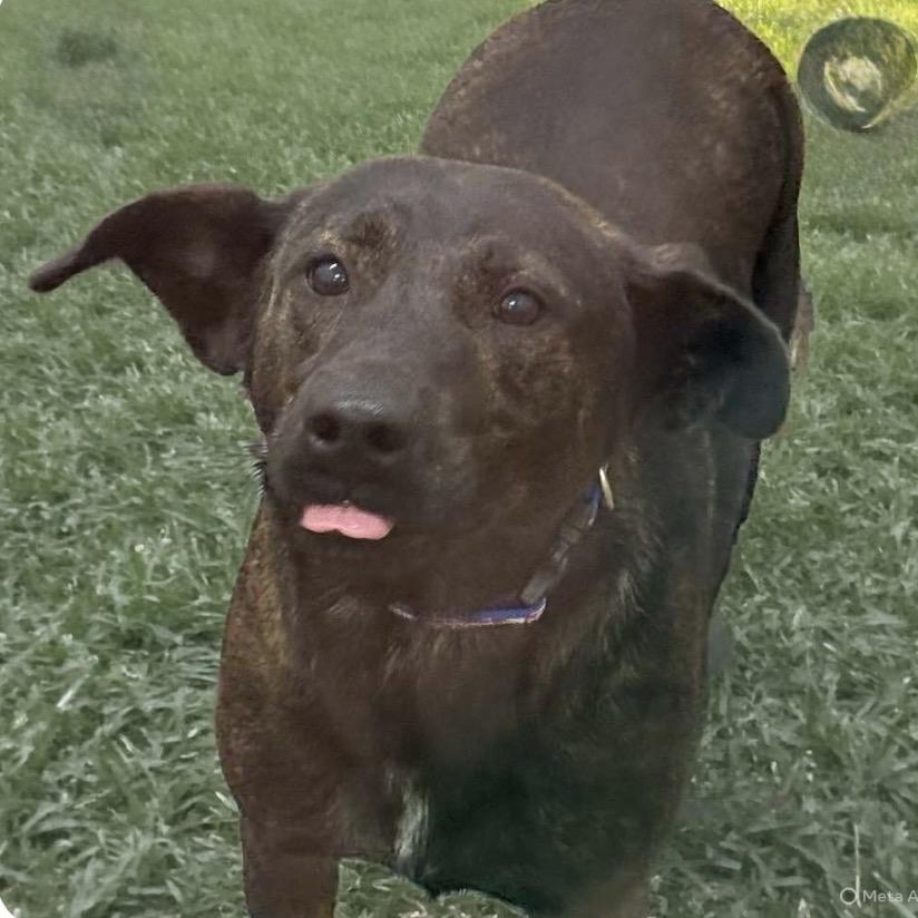 Ace, a Adoptable Mixed Breed in Newport, TN image 5/5