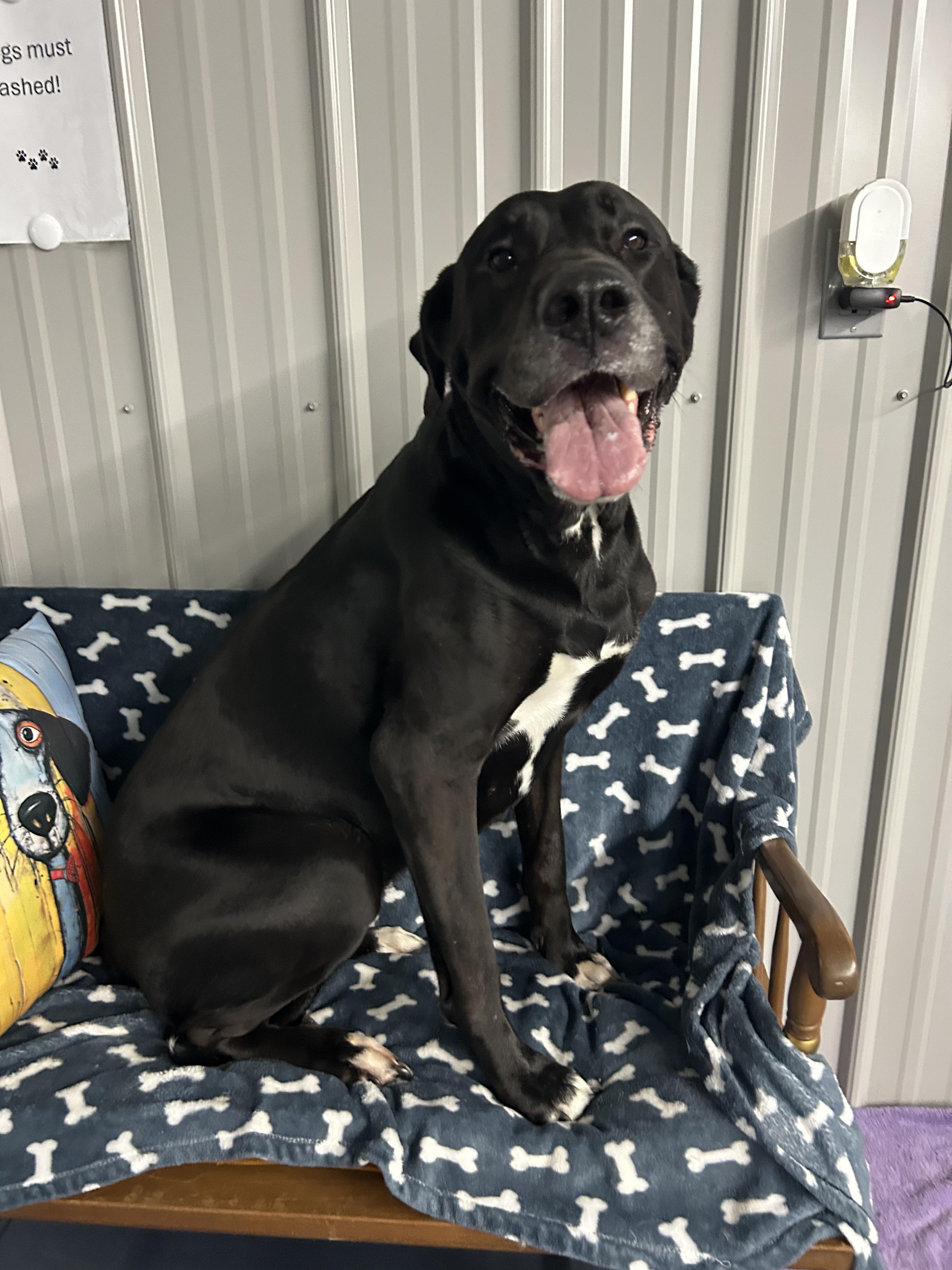 Kylie, Adopted, Adult Female Great Dane.