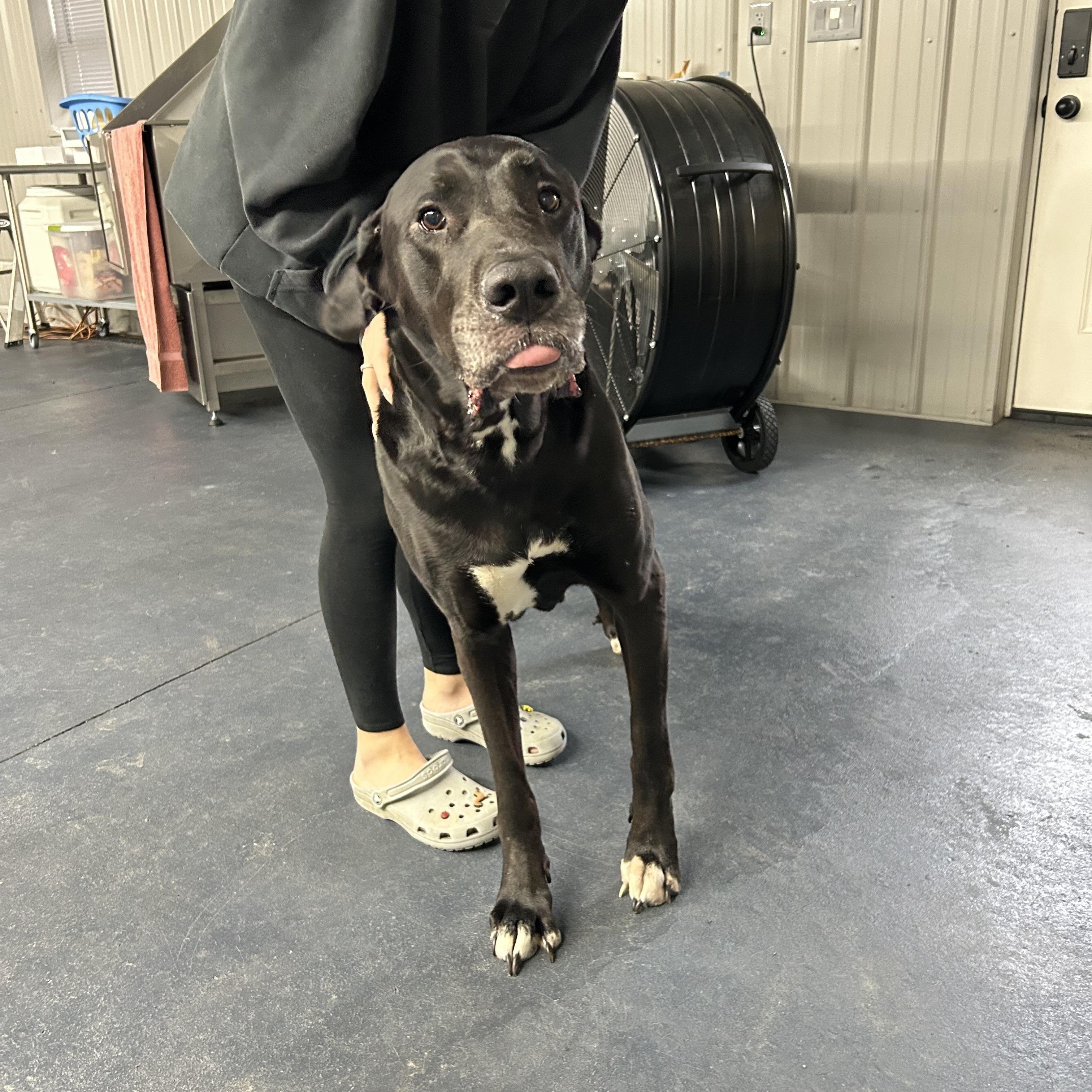 Kylie, a Adopted mixed breed in Moravia, NY image 2/3