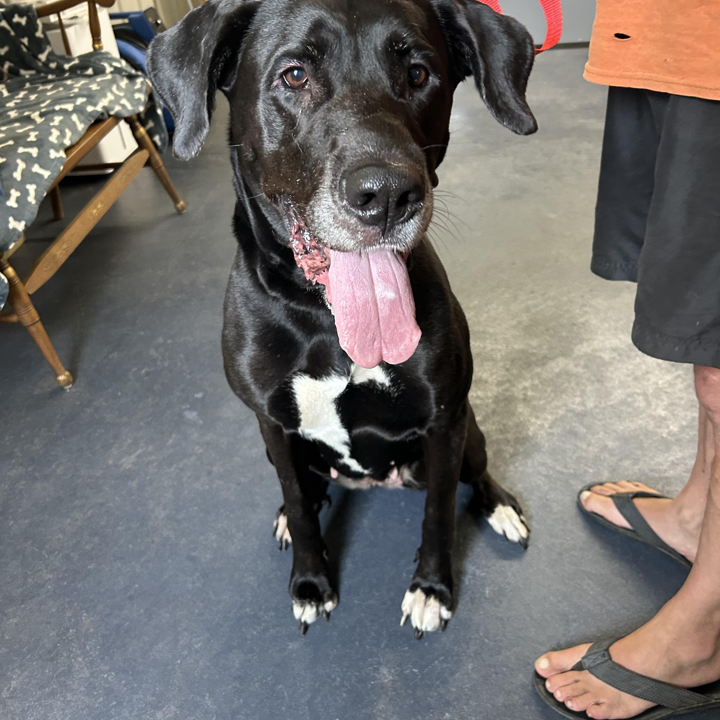 Kylie, a Adopted mixed breed in Moravia, NY image 3/3