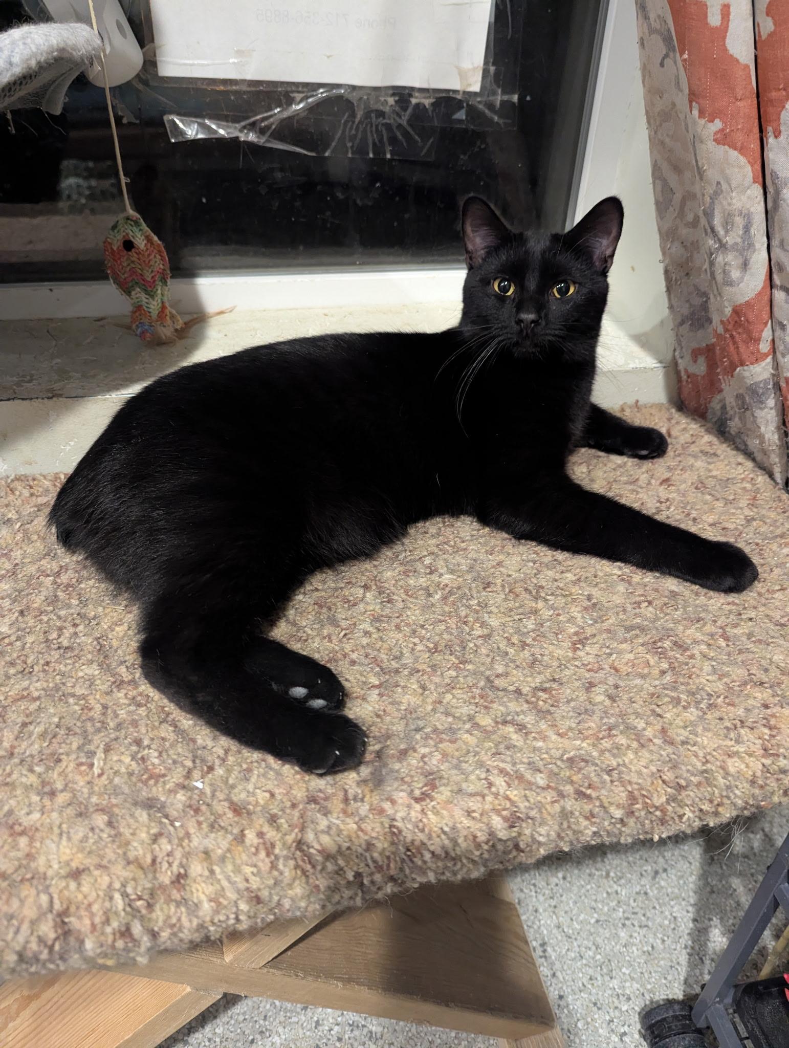 Enlarge Onyx, a ADOPTABLE Domestic Short Hair in Denison, IA image 1/1