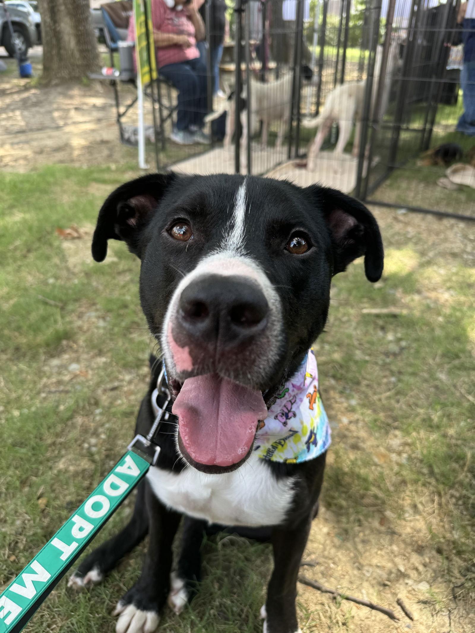 Enlarge HAMM, a Adopted mixed breed in Southaven, MS image 1/3