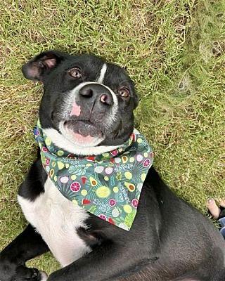 Enlarge HAMM, a Adopted mixed breed in Southaven, MS image 2/3