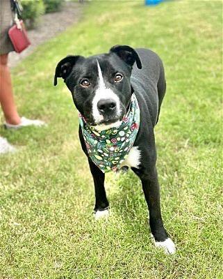 Enlarge HAMM, a Adopted mixed breed in Southaven, MS image 3/3