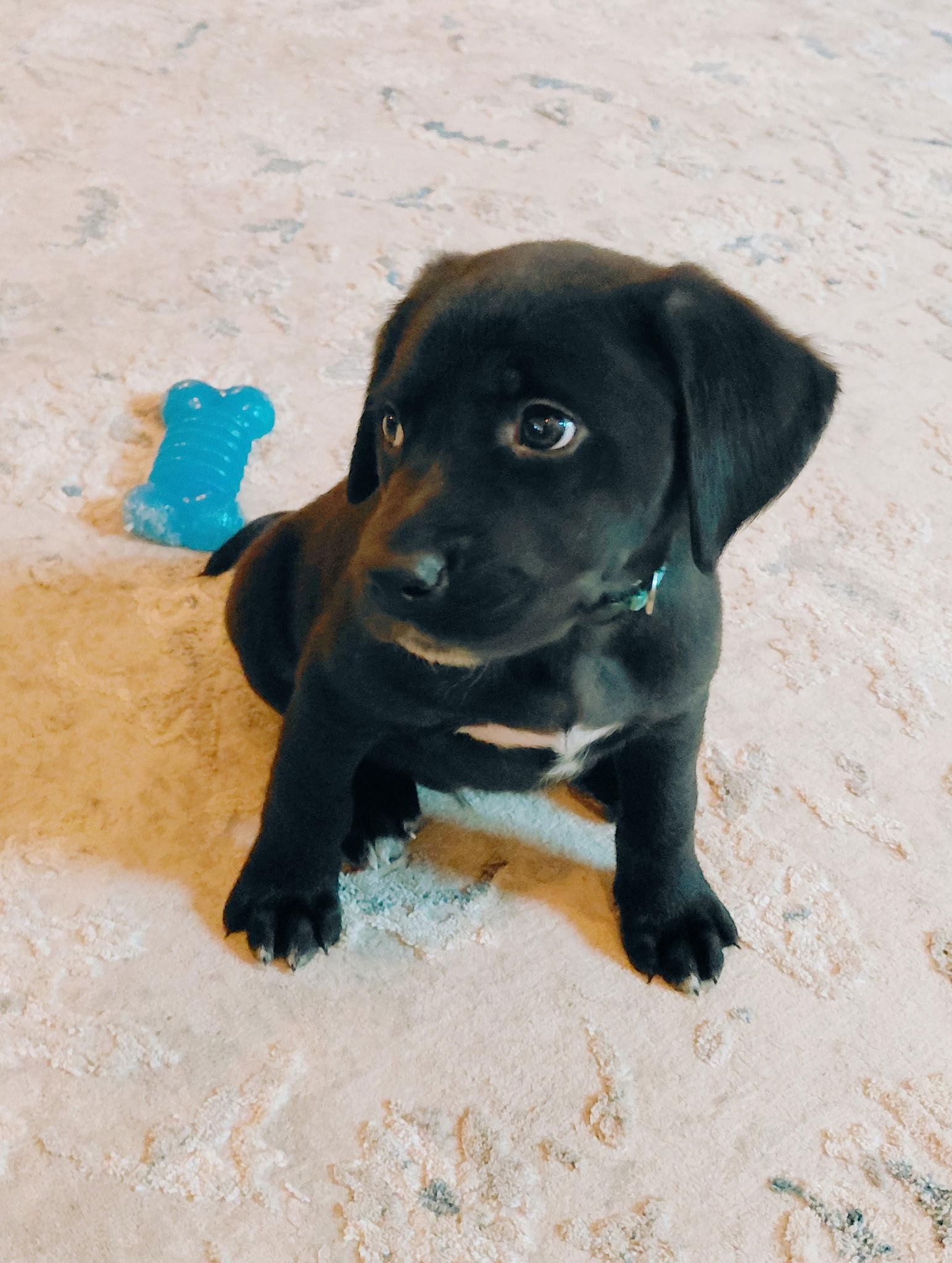 Murphy, Adopted, Puppy Male Labrador Retriever.