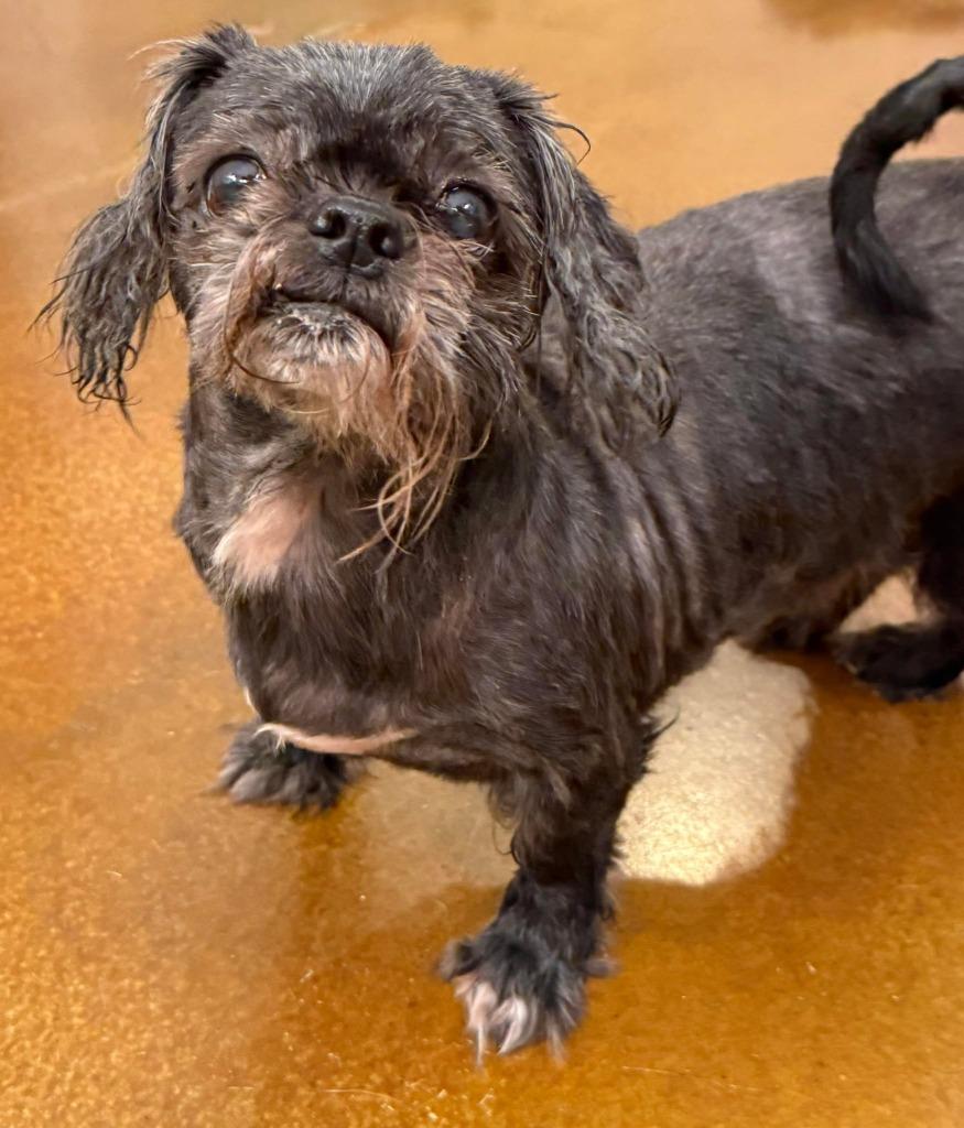 Betty Rubble, Adoptable, Senior Female Shih Tzu.
