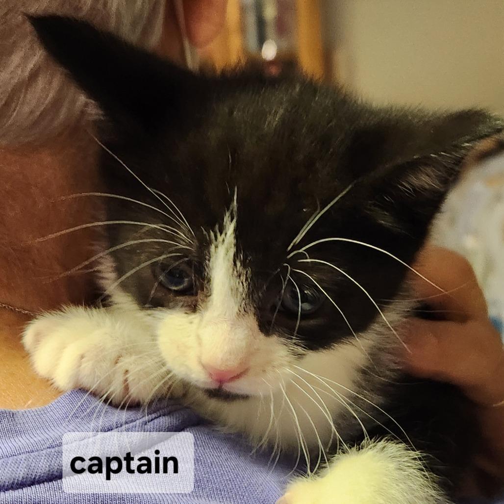 F-Captain, Adoptable, Kitten Male Domestic Medium Hair.