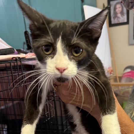 Enlarge F-Captain, a Adoptable Domestic Medium Hair in Arizona City, AZ image 2/2