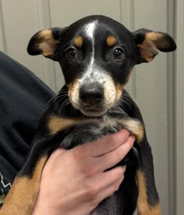 Tammy, Adoptable, Puppy Female Australian Cattle Dog / Blue Heeler & Doberman Pinscher.