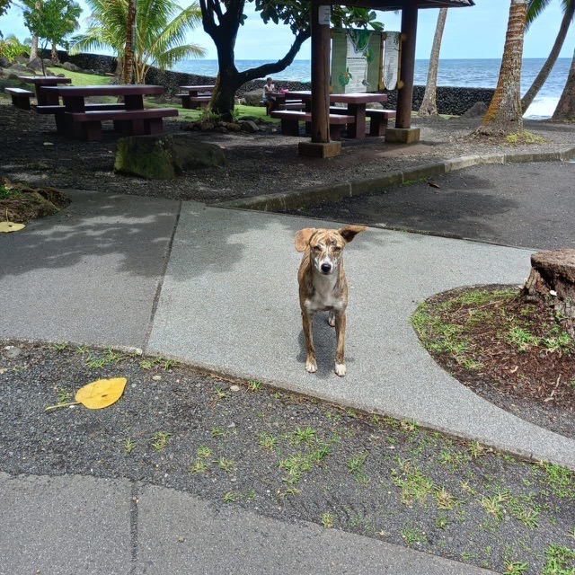 Tigrese, a Adopted mixed breed in Calabasas, CA image 1/8