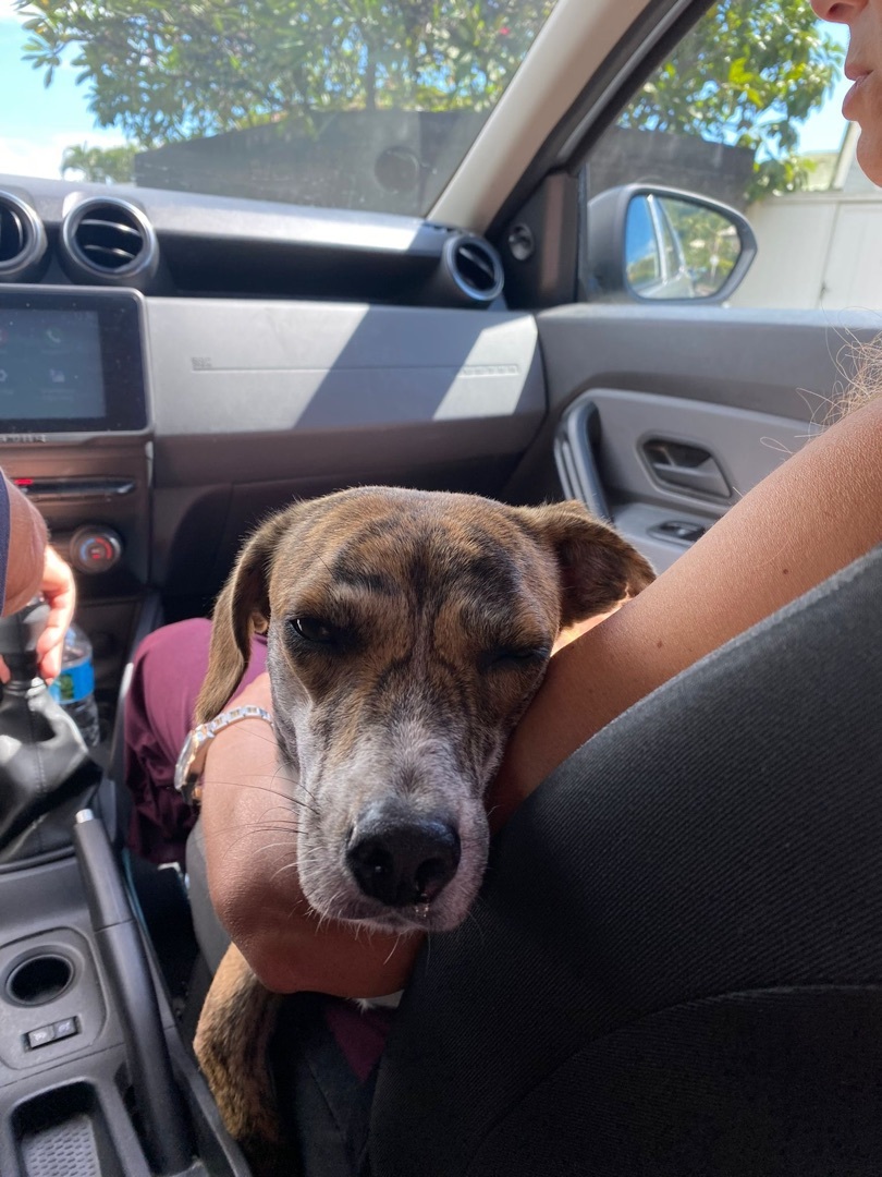 Tigrese, a Adopted mixed breed in Calabasas, CA image 3/8