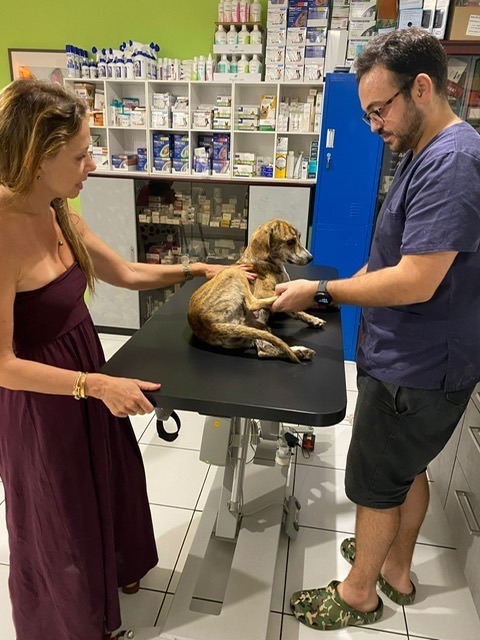 Tigrese, a Adopted mixed breed in Calabasas, CA image 4/8