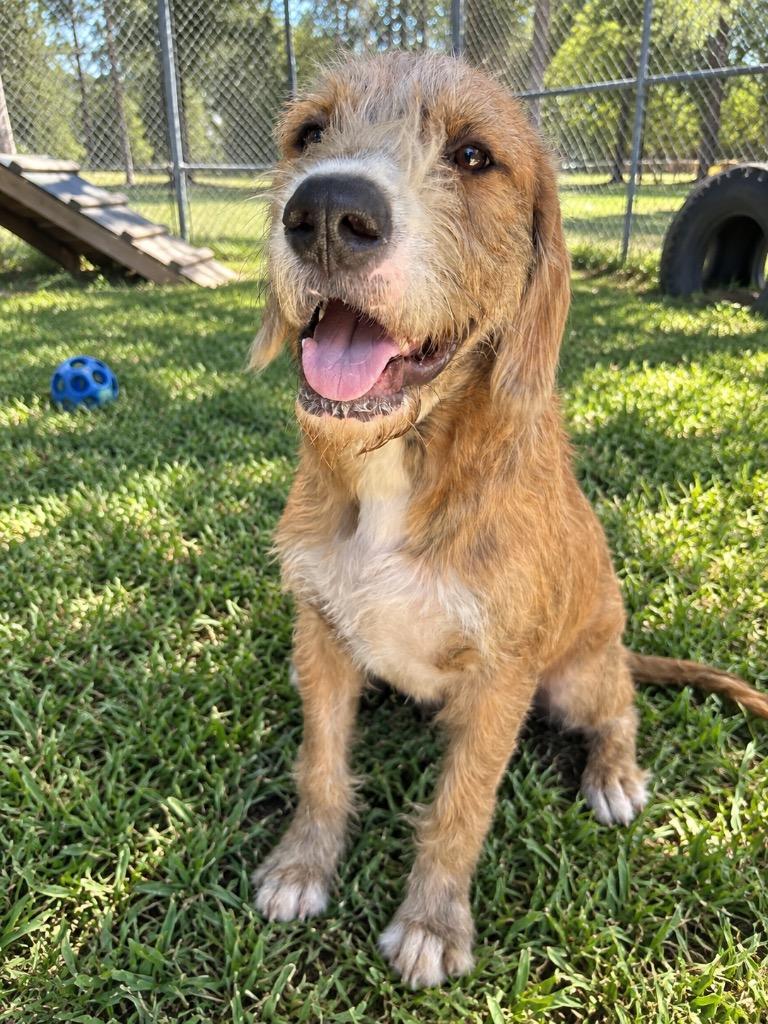 Enlarge CHUBBS, a Adoptable mixed breed in Marianna, FL image 1/1