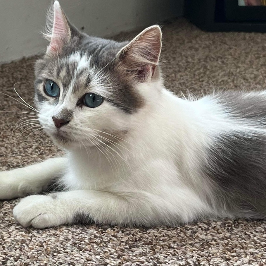 Enlarge Milly very sweet, a Adopted mixed breed in Reinbeck, IA image 1/5