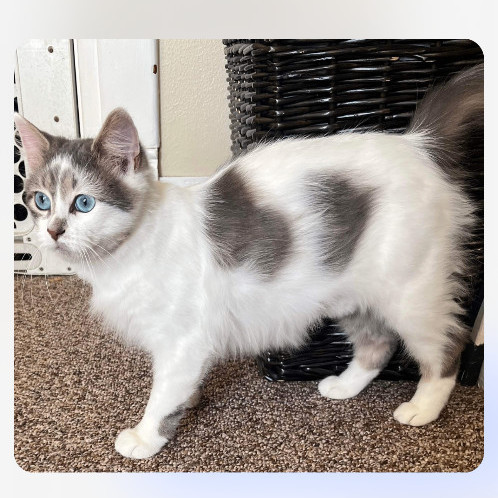 Enlarge Milly very sweet, a Adopted mixed breed in Reinbeck, IA image 2/5