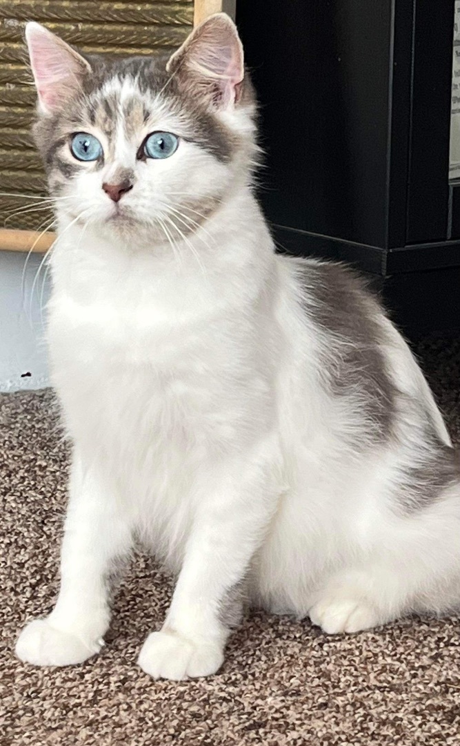 Enlarge Milly very sweet, a Adopted mixed breed in Reinbeck, IA image 4/5