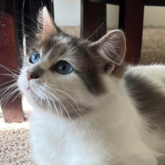 Enlarge Milly very sweet, a Adopted mixed breed in Reinbeck, IA image 5/5