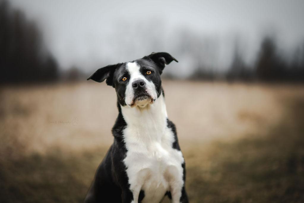 Luna, Adoptable, Young Female Labrador Retriever & American Staffordshire Terrier.