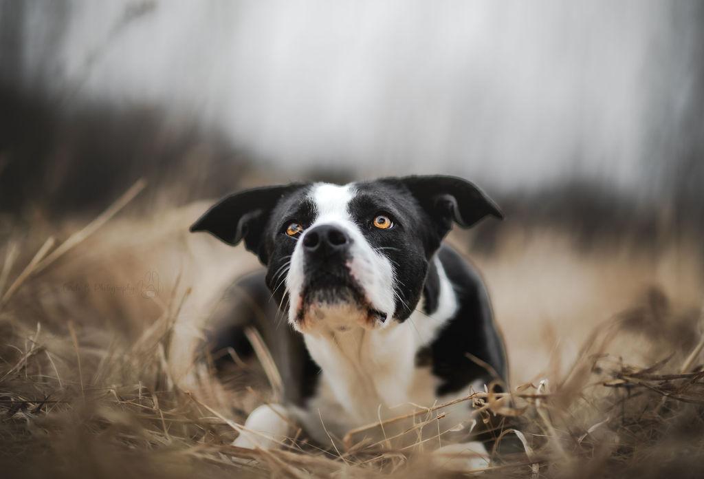 Enlarge Luna, a Adoptable mixed breed in Watertown, WI image 6/6