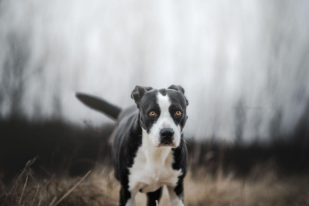 Enlarge Luna, a Adoptable mixed breed in Watertown, WI image 3/6