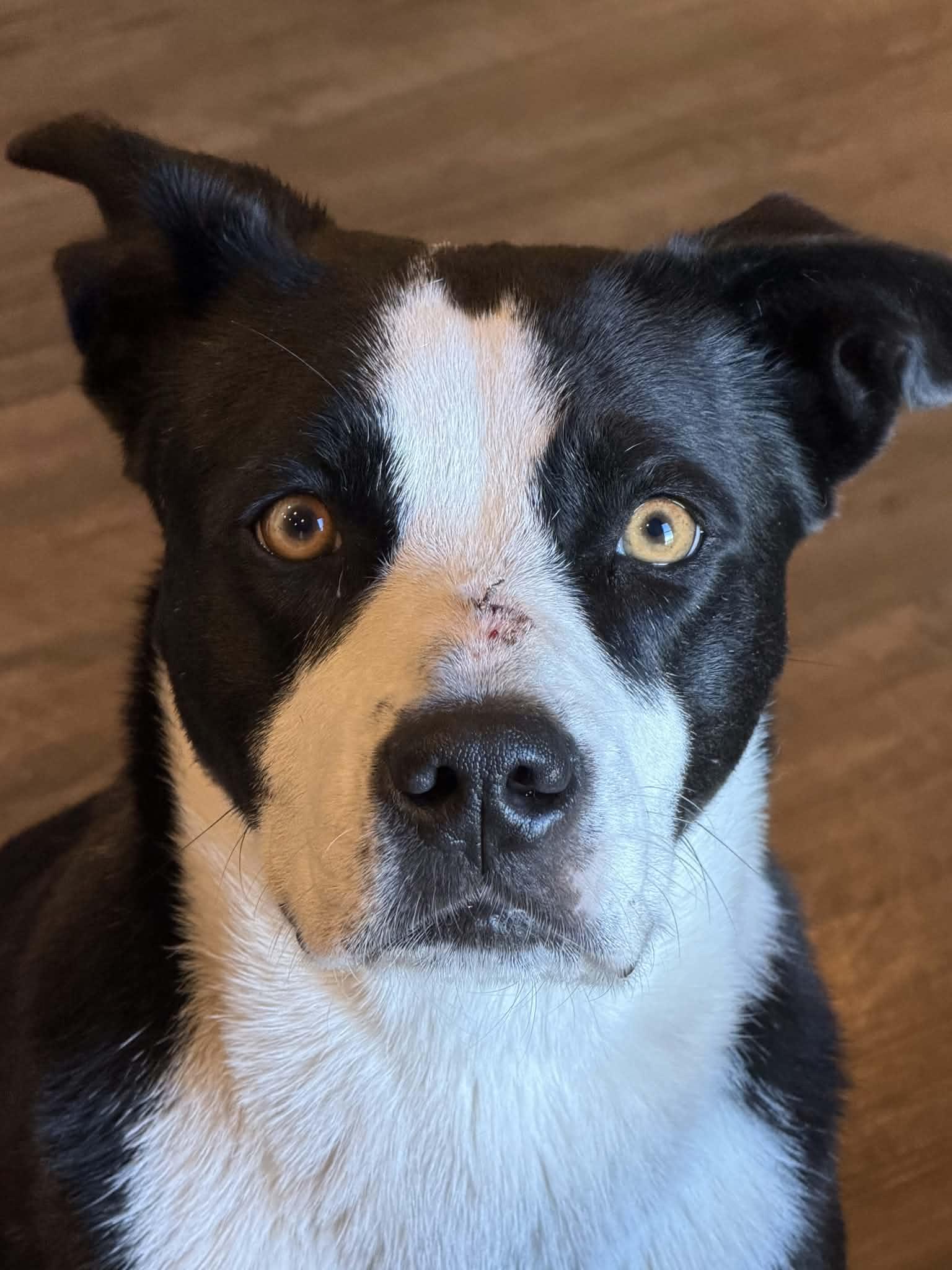 Luna, Adoptable, Adult Female Labrador Retriever & American Staffordshire Terrier.