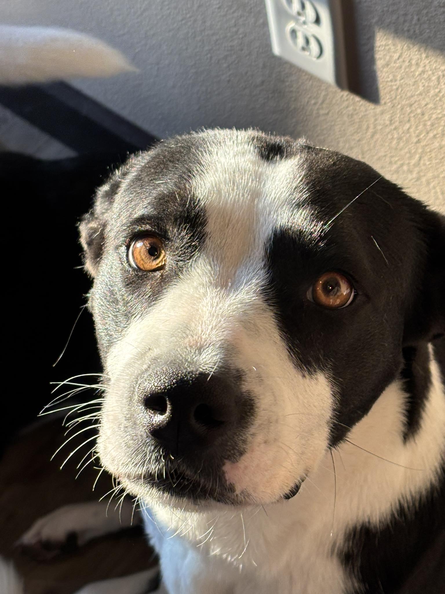 Enlarge Luna, a Adoptable mixed breed in Watertown, WI image 4/6