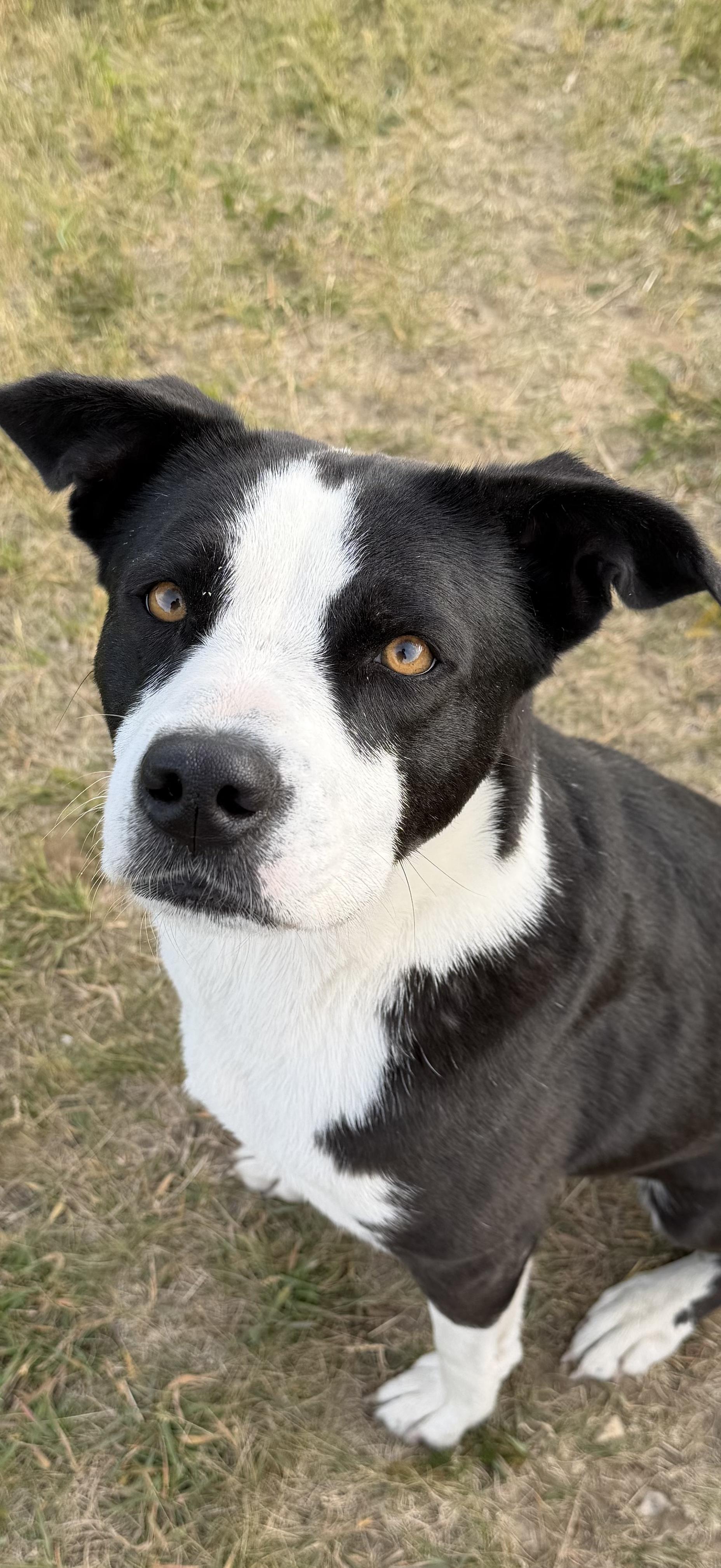 Luna, a Adoptable mixed breed in Watertown, WI image 1/6