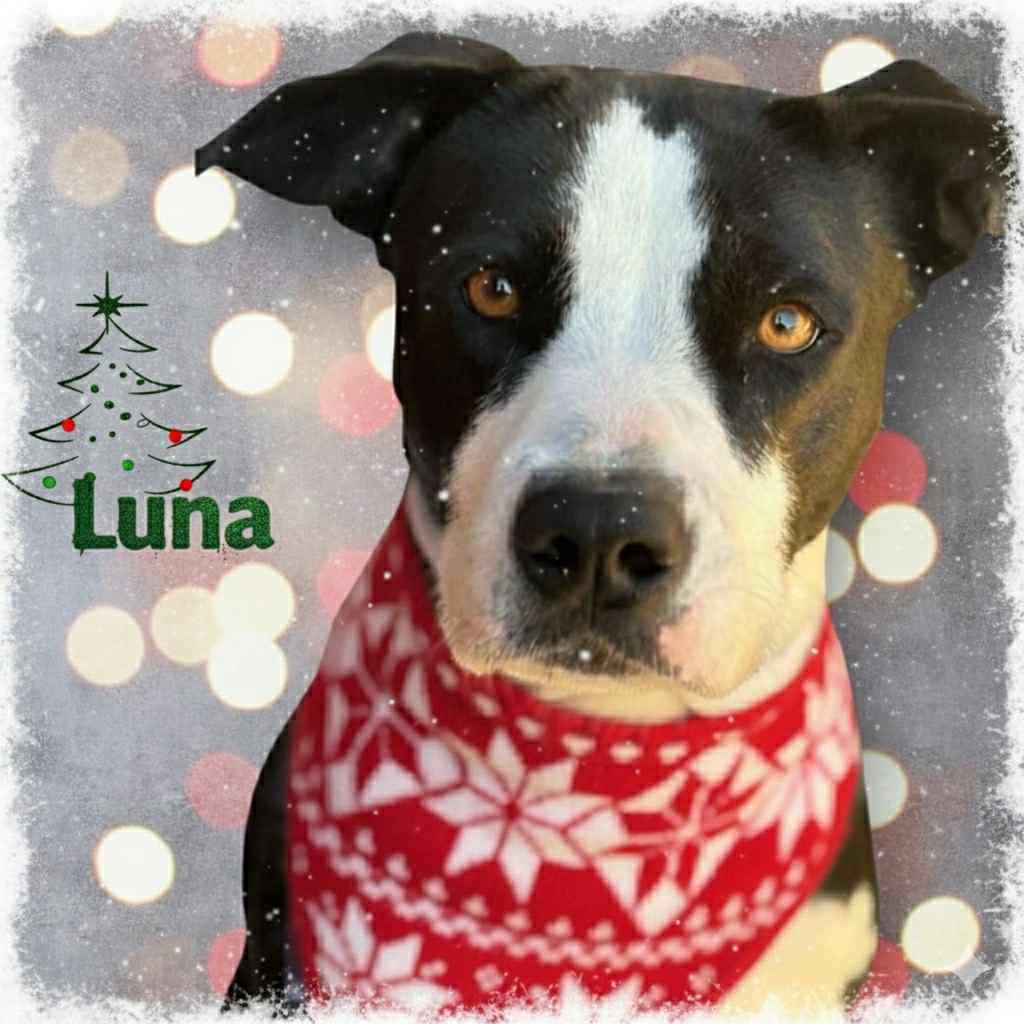 Enlarge Luna, a Adoptable mixed breed in Watertown, WI image 1/6
