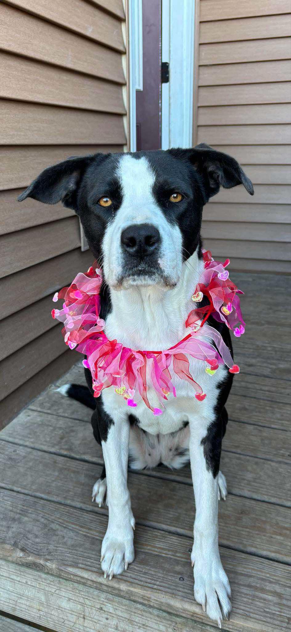 Enlarge Luna, a Adoptable mixed breed in Watertown, WI image 3/6