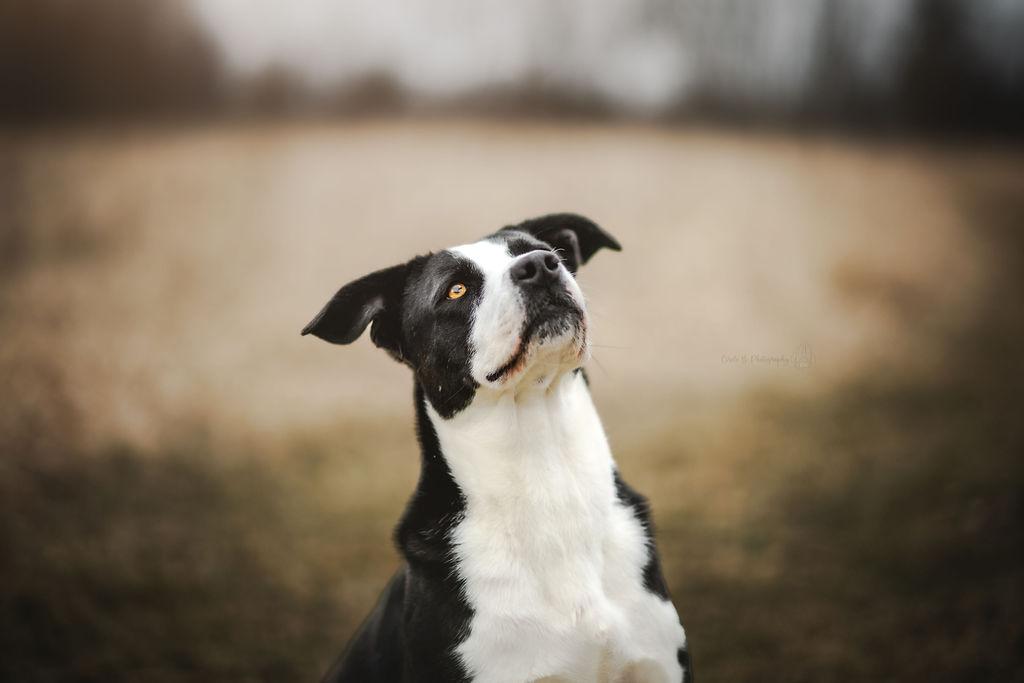Enlarge Luna, a Adoptable mixed breed in Watertown, WI image 2/6