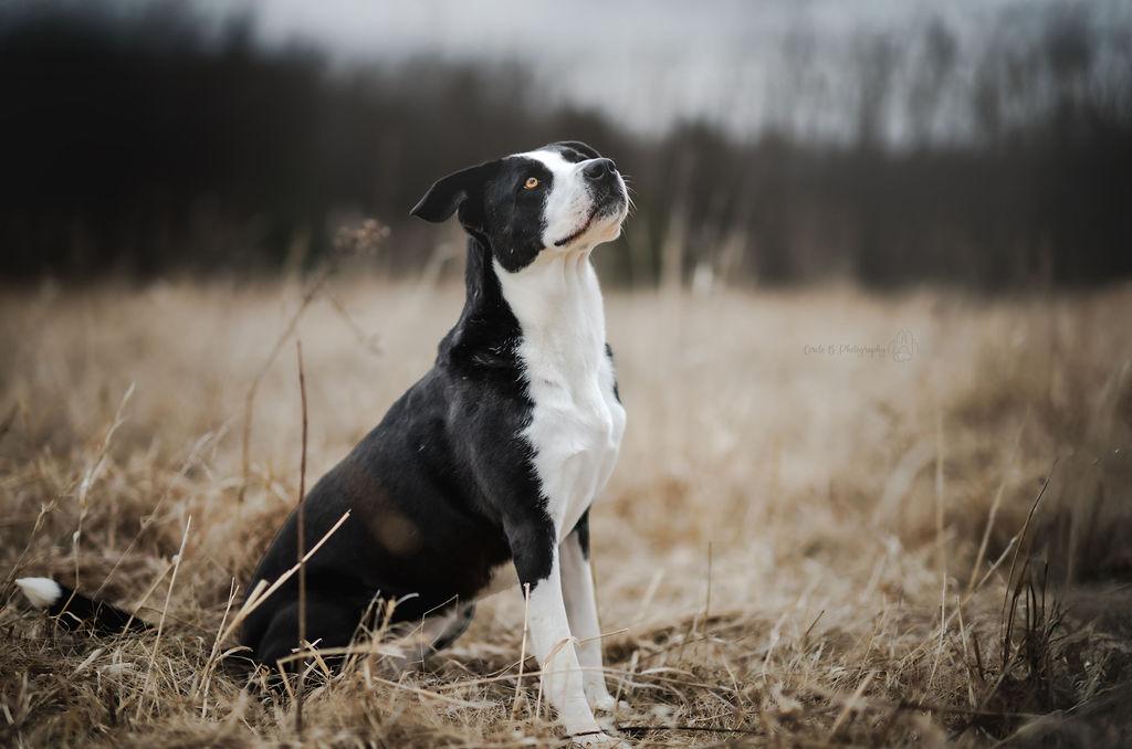 Enlarge Luna, a Adoptable mixed breed in Watertown, WI image 5/6