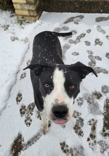 Enlarge Luna, a Adoptable mixed breed in Watertown, WI image 5/6