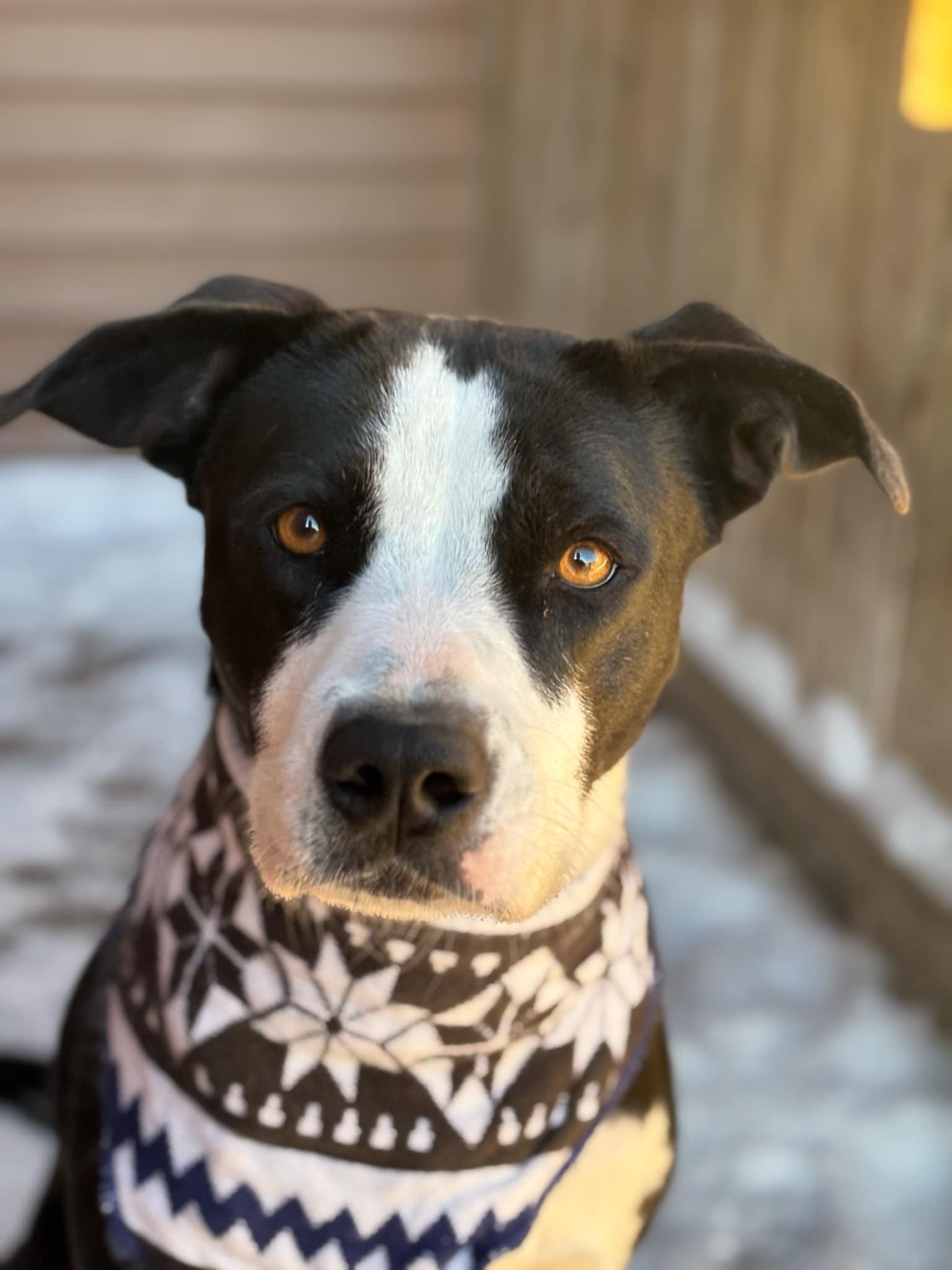 Enlarge Luna, a Adoptable mixed breed in Watertown, WI image 2/6