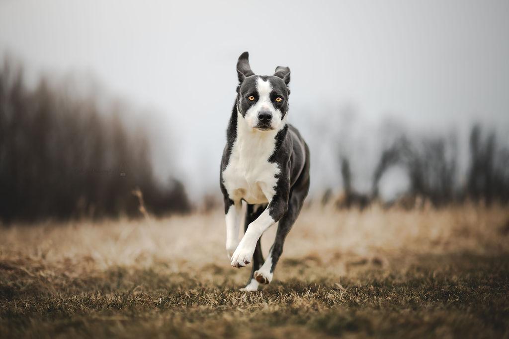 Enlarge Luna, a Adoptable mixed breed in Watertown, WI image 4/6