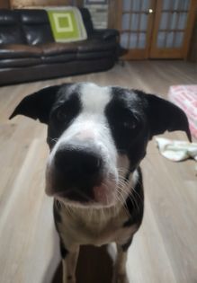 Enlarge Luna, a Adoptable mixed breed in Watertown, WI image 6/6