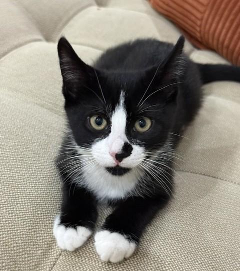 Enlarge Prince - KITTEN, a Adopted mixed breed in Harrison, NY image 4/5