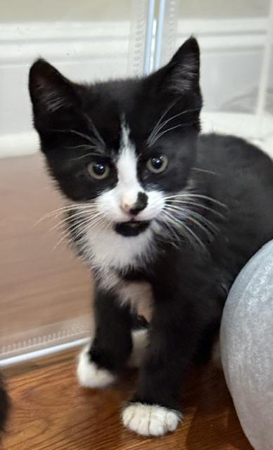 Enlarge Prince - KITTEN, a Adopted mixed breed in Harrison, NY image 3/5