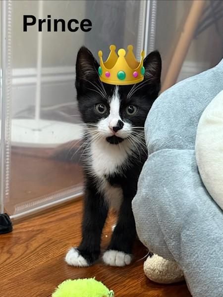 Prince - KITTEN, Adopted, Kitten Male Domestic Short Hair.