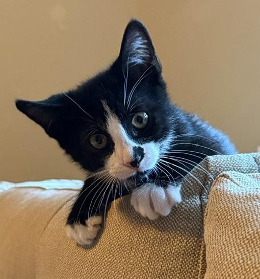 Enlarge Prince - KITTEN, a Adopted mixed breed in Harrison, NY image 2/5