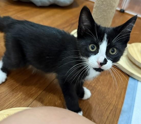 Enlarge Prince - KITTEN, a Adopted mixed breed in Harrison, NY image 5/5