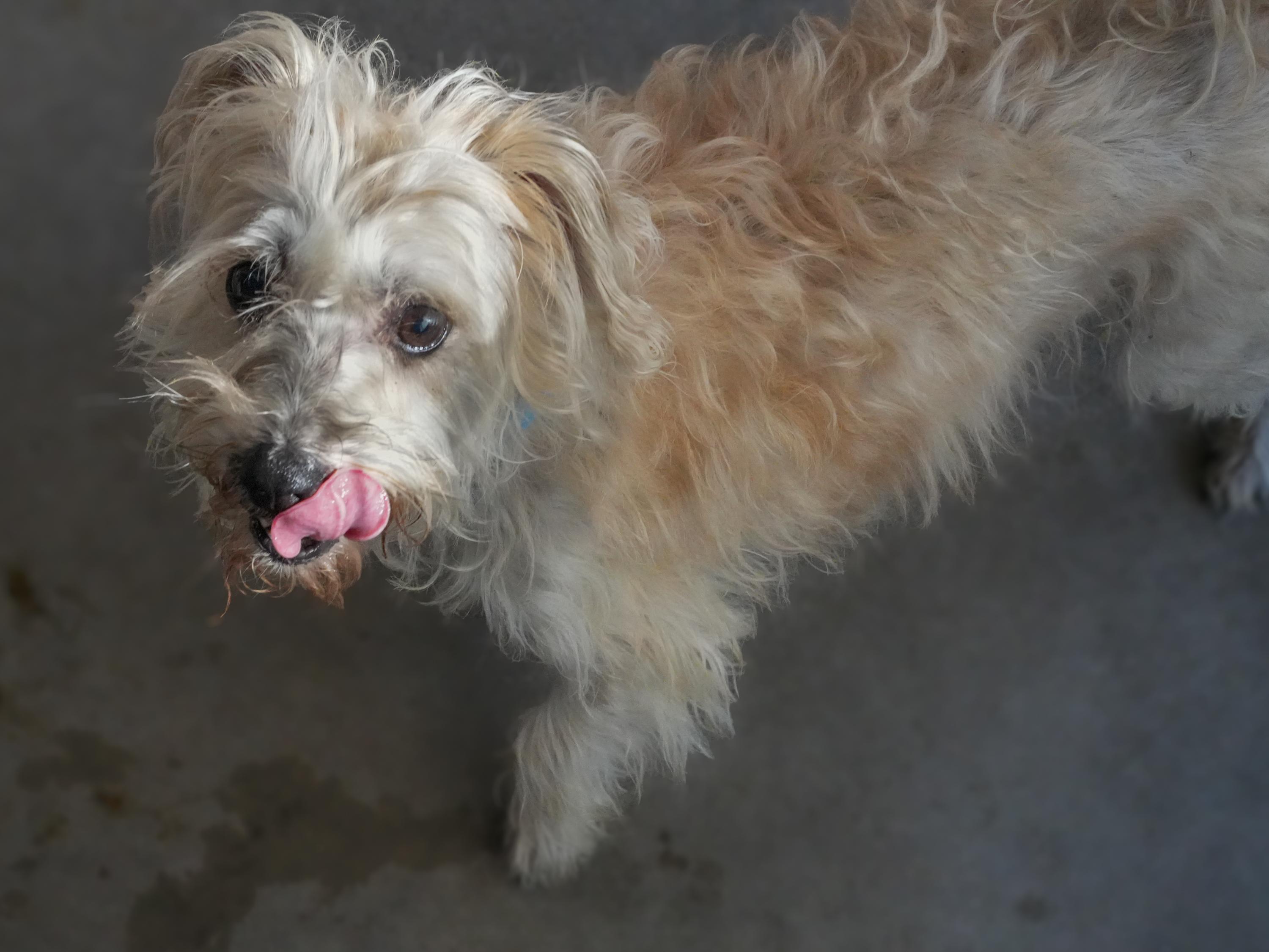 RUSTY, an adopted mixed breed in Fresno, CA image 4/6