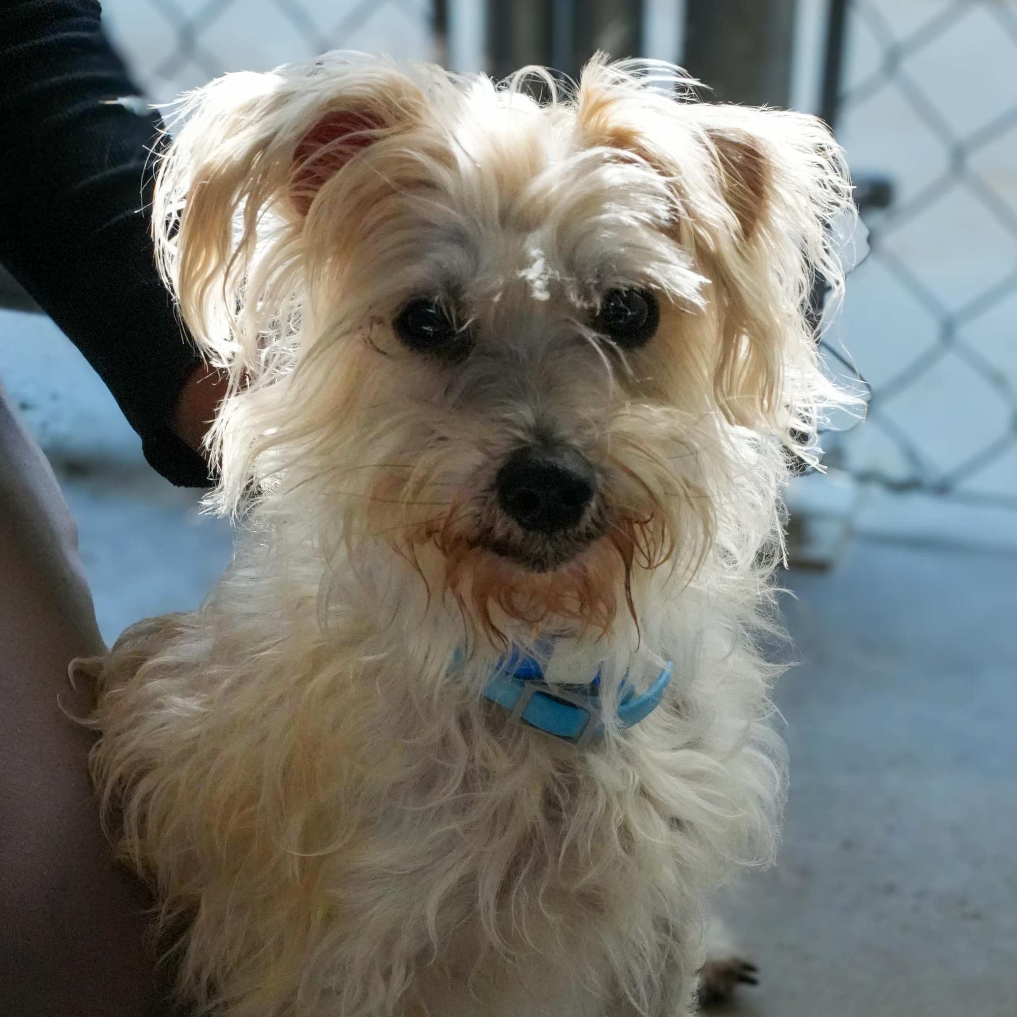 RUSTY, an adopted mixed breed in Fresno, CA image 3/6