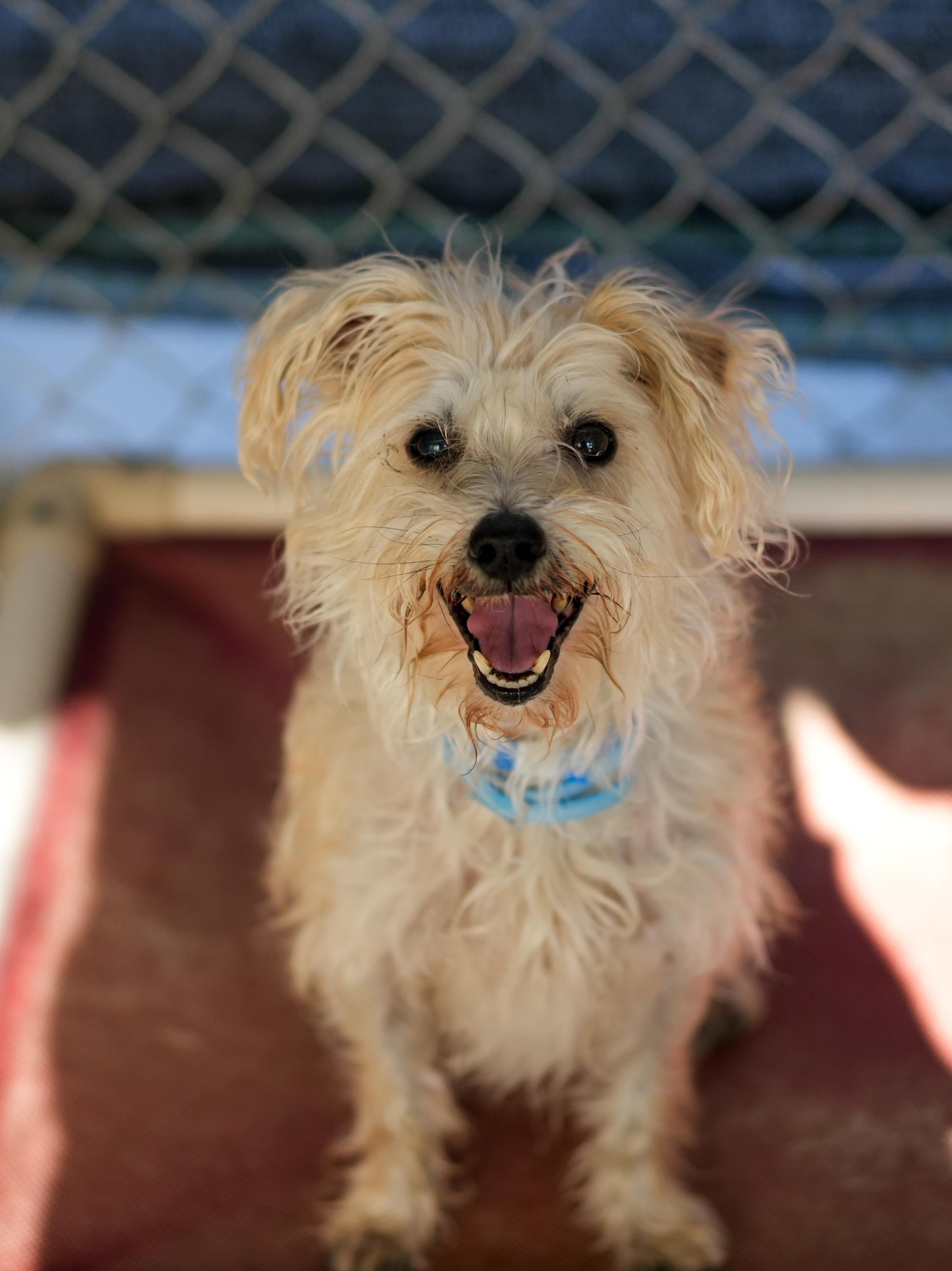 RUSTY, adopted, Senior Male Terrier.