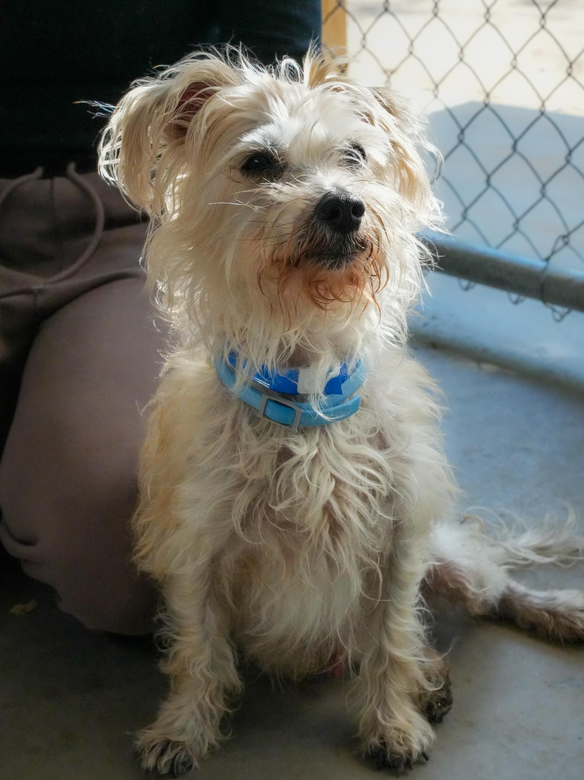 RUSTY, an adopted mixed breed in Fresno, CA image 2/6