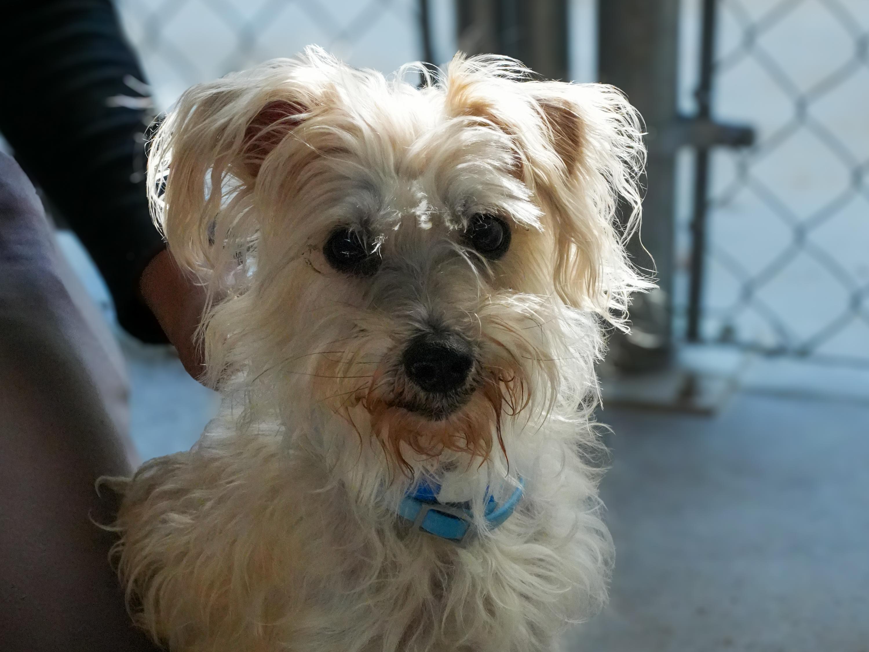 RUSTY, an adopted mixed breed in Fresno, CA image 5/6