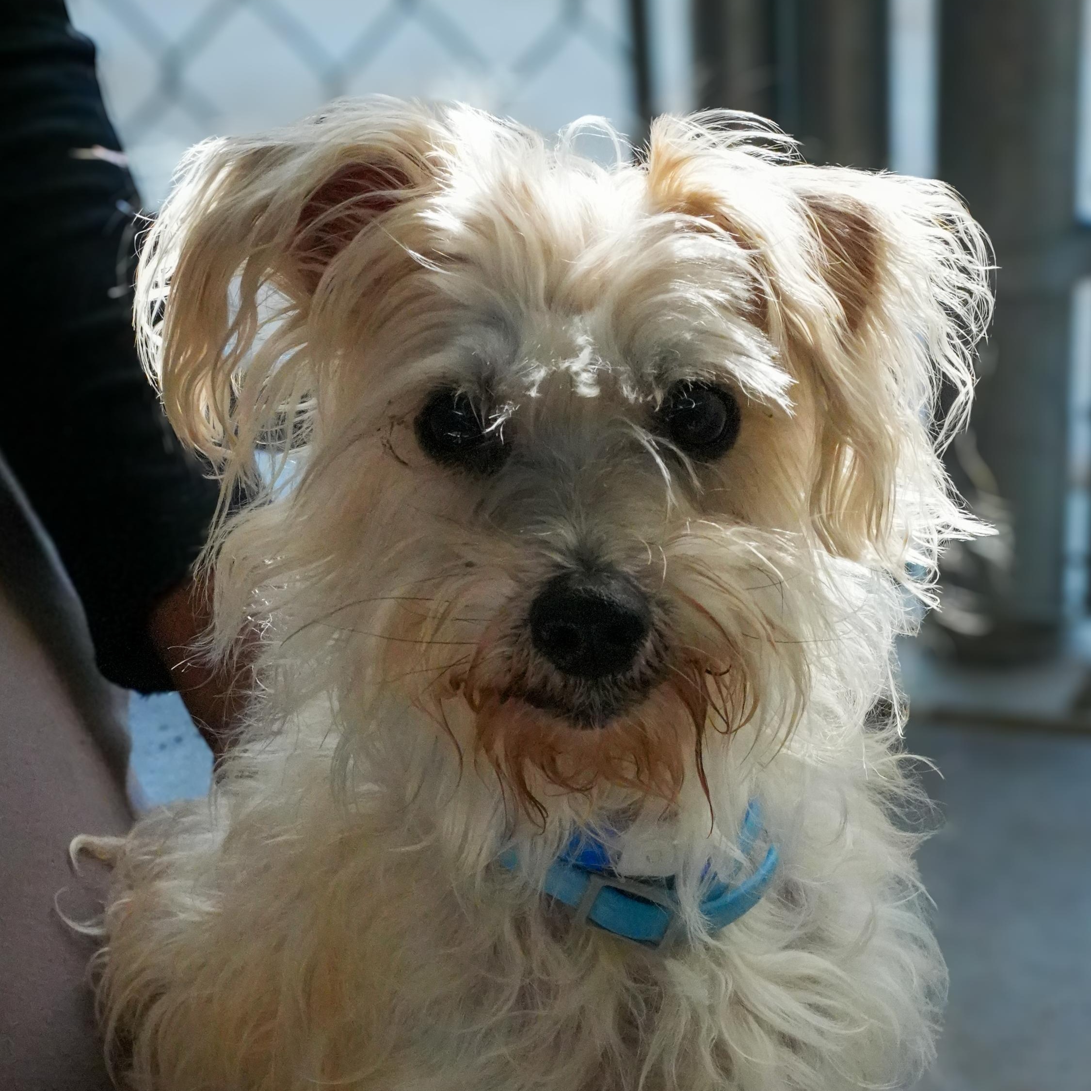 RUSTY, an adopted mixed breed in Fresno, CA image 6/6